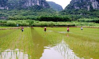田间欢顾来的第一次